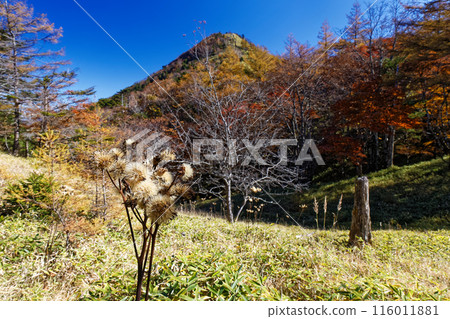 從奧秩父和連東嶺看到的笠取山紅葉 116011881