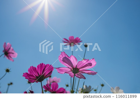 Cosmos shining through the autumn sun 116011899