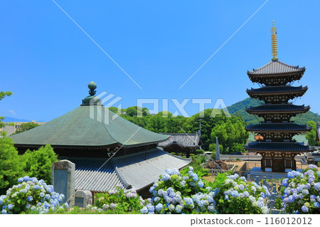 [Kagawa Prefecture] Hydrangeas in full bloom at Honenji Temple's five-story pagoda and Sanbutsudo Hall (Busshozan) 116012012