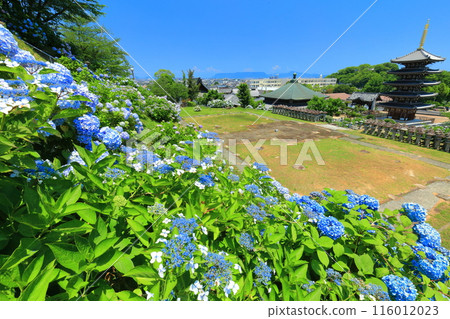 [Kagawa Prefecture] Hydrangeas in full bloom at Honenji Temple's five-story pagoda and Sanbutsudo Hall (Busshozan) 116012023