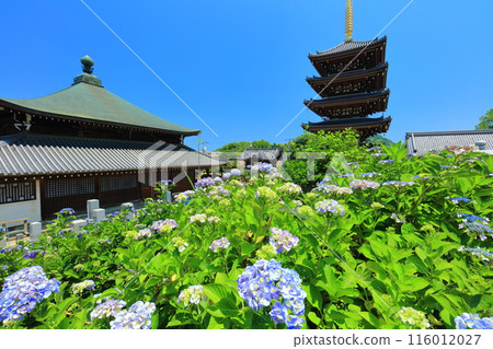 [Kagawa Prefecture] Hydrangeas in full bloom at Honenji Temple's five-story pagoda and Sanbutsudo Hall (Busshozan) 116012027