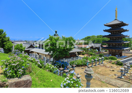 [Kagawa Prefecture] Hydrangeas in full bloom at Honenji Temple's five-story pagoda and Sanbutsudo Hall (Busshozan) 116012089