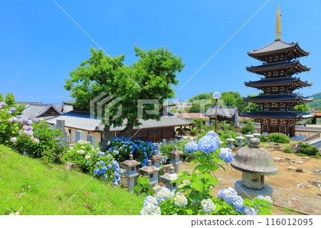 [Kagawa Prefecture] Hydrangeas in full bloom at Honenji Temple's five-story pagoda and Sanbutsudo Hall (Busshozan) 116012095