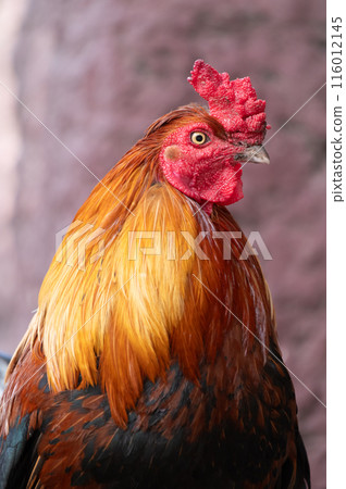 Vertical portrait of Rooster.Selective focus. 116012145