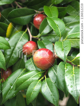 Camellia fruit (camellia oil, the raw material for camellia oil) 116012210