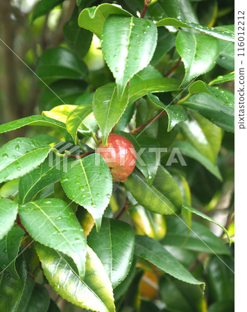 Camellia fruit (camellia oil, the raw material for camellia oil) 116012212