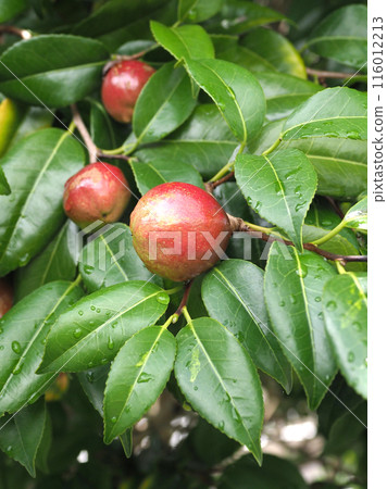 Camellia fruit (camellia oil, the raw material for camellia oil) 116012213