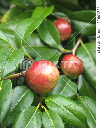 Camellia fruit (camellia oil, the raw material for camellia oil) Camellia fruit (camellia oil, the raw material for camellia oil) 116012214