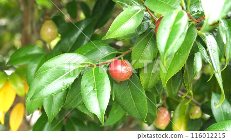 Camellia fruit (camellia oil, the raw material for camellia oil) Camellia fruit (camellia oil, the raw material for camellia oil) 116012215