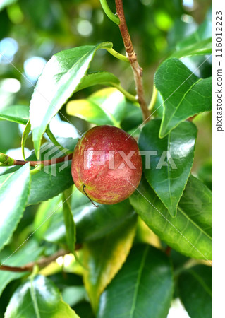 山茶果（山茶油原料）山茶油 116012223