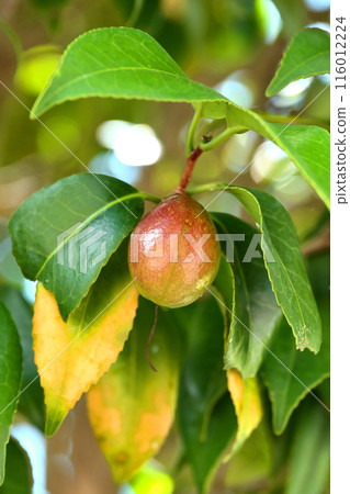 山茶果（山茶油原料）山茶油 116012224