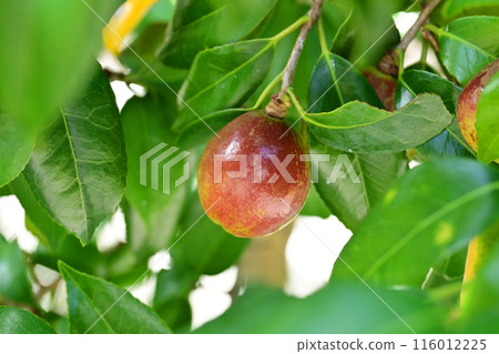 山茶果（山茶油原料）山茶油 116012225