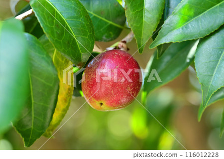 Camellia fruit (camellia oil, the raw material for camellia oil) Camellia fruit (camellia oil, the raw material for camellia oil) 116012228