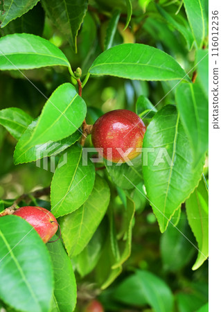 山茶果(山茶油原料)山茶油 山茶果(山茶油原料)山茶油 116012236
