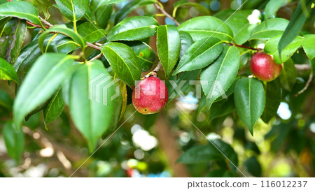 山茶果(山茶油原料)山茶油 山茶果(山茶油原料)山茶油 116012237