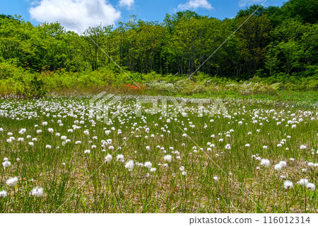 Cotton grass and fresh greenery Cotton grass and fresh greenery 116012314