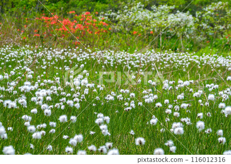 Watasuge和日本杜鵑花 Watasuge和日本杜鵑花 116012316