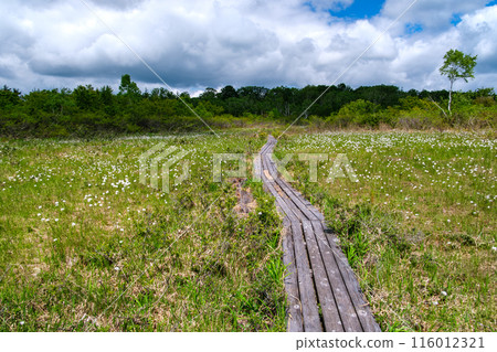 樺木和棉鈴 樺木和棉鈴 116012321