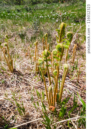 主發條和棉花莎草 116012323