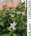 white jasmine flower in the garden 116012429