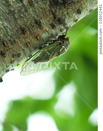 Summer vacation image (Kumazemi) Summer vacation image (Kumazemi) 116012441