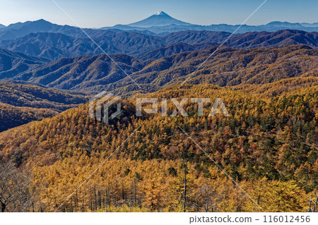 Yellow leaves of Mt. Larch and Mt. Fuji seen from Oku Chichibu and Mt. Yellow leaves of Mt. Larch and Mt. Fuji seen from Oku Chichibu and Mt. 116012456