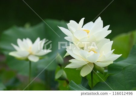 白王子蓮花 116012496