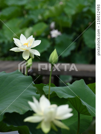 池塘綠地裡的王子荷花 116012498