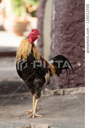 Fighting cock is standing on the floor.Selective focus. 116012508