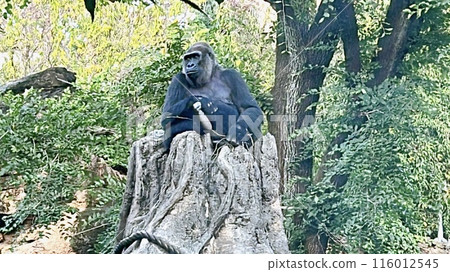 Boss Gorilla Boss Gorilla 116012545