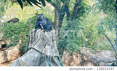 Big Gorilla 116012547