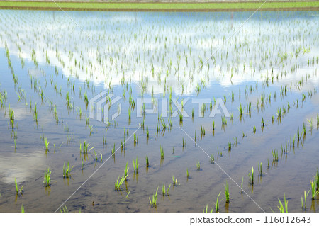 完成水稻種植的稻田 116012643