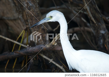 Snowy egret is walking among branches and logs in mangrove lagoon. 116012685