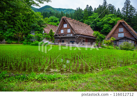 Traditional and Historical Japanese village Shirakawago in Gifu Prefecture Japan, Gokayama has been inscribed on the UNESCO World Heritage List due to its traditional Gassho-zukuri houses 116012712
