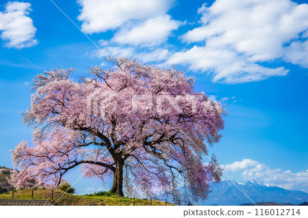 Wanitsuka no Sakura large 330 year old cherry tree in full bloom with blue sky background is a symbol of Nirasaki, Yamanashi Japan. 116012714