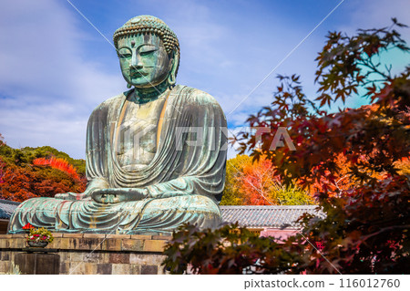 Daibutsu or Great Buddha of Kamakura in Kotokuin Temple at Kanagawa Prefecture Japan with leaves changing color It is an important landmark and a popular destination for tourists and pilgrims. Daibutsu or Great Buddha of Kamakura in Kotokuin Temple at Kanagawa Prefecture Japan with leaves changing color It is an important landmark and a popular destination for tourists and pilgrims. 116012760