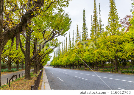 Meiji Jingu Gaien Street, with its yellowing ginkgo trees, is a popular place to see autumn leaves in Tokyo. Japan in November every year 116012763
