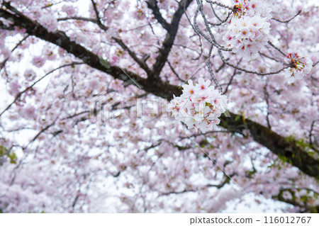 Close-up of beautiful cherry blossoms blooming or Sakura on the tree It is a flower that is a symbol of Japan. Copy space background Close-up of beautiful cherry blossoms blooming or Sakura on the tree It is a flower that is a symbol of Japan. Copy space background 116012767