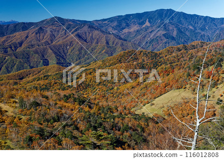 View of autumn leaves from Mt. Kasatori in Okuchichibu, including Mt. Karatoge, Mt. Kurogane and Mt. Kokushigatake View of autumn leaves from Mt. Kasatori in Okuchichibu, including Mt. Karatoge, Mt. Kurogane and Mt. Kokushigatake 116012808