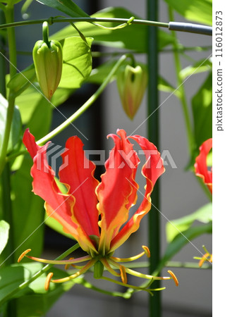 Blooming Gloriosa, a tropical red flower Blooming Gloriosa, a tropical red flower 116012873