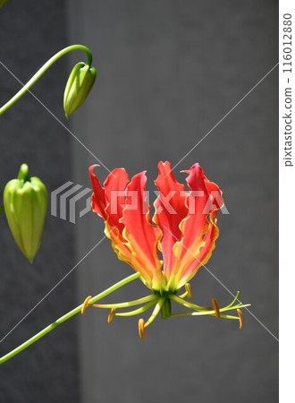 盛開的嘉蘭菊,熱帶紅花 盛開的嘉蘭菊,熱帶紅花 116012880