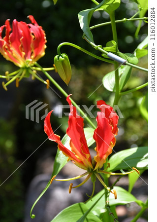 盛開的嘉蘭菊，熱帶紅花 116012884