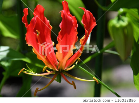 盛開的嘉蘭菊,熱帶紅花 盛開的嘉蘭菊,熱帶紅花 116012886