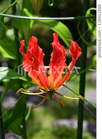 Blooming Gloriosa, a tropical red flower Blooming Gloriosa, a tropical red flower 116012889