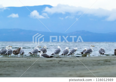 Flock of seagulls on the sandy shore with view to blue mountains. Flock of seagulls on the sandy shore with view to blue mountains. 116012989