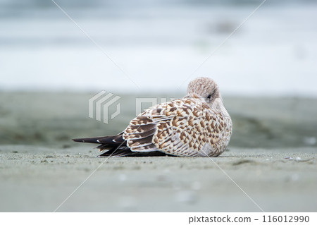 Brown seagull is sleeping in the sand at the beach in cloudy day. Brown seagull is sleeping in the sand at the beach in cloudy day. 116012990