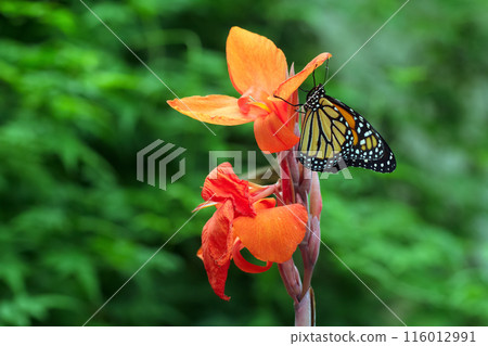 Monarch butterfly is sitting on the orange canna flower during migration. Monarch butterfly is sitting on the orange canna flower during migration. 116012991