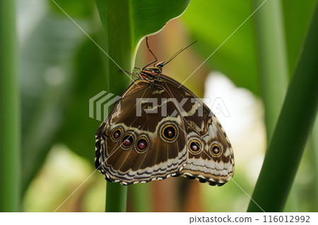 The emperor butterfly is sitting under a green leaf in the tropical garden. 116012992