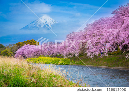 Beautiful blooming cherry blossoms with Mount Fuji in the background and a Urui river in the foreground is a popular tourist spot in Fuji City, Shizuoka Japan. 116013008
