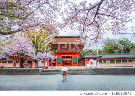 Cherry blossoms blooming in Fujisan Hongu Sengen Taisha Shinto Shrine at Fujinomiya famous shrine and landmark of Shizuoka Japan. Woman holding an umbrella 116013042